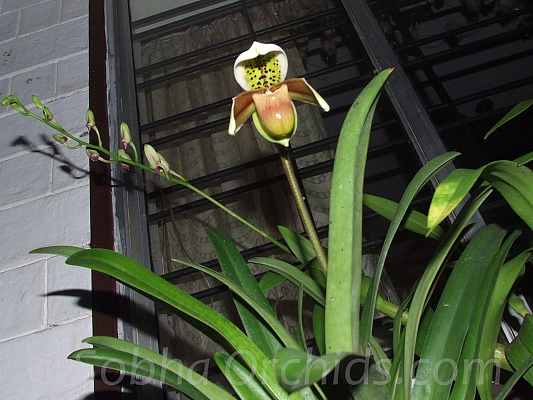 Paphiopedilum insigne